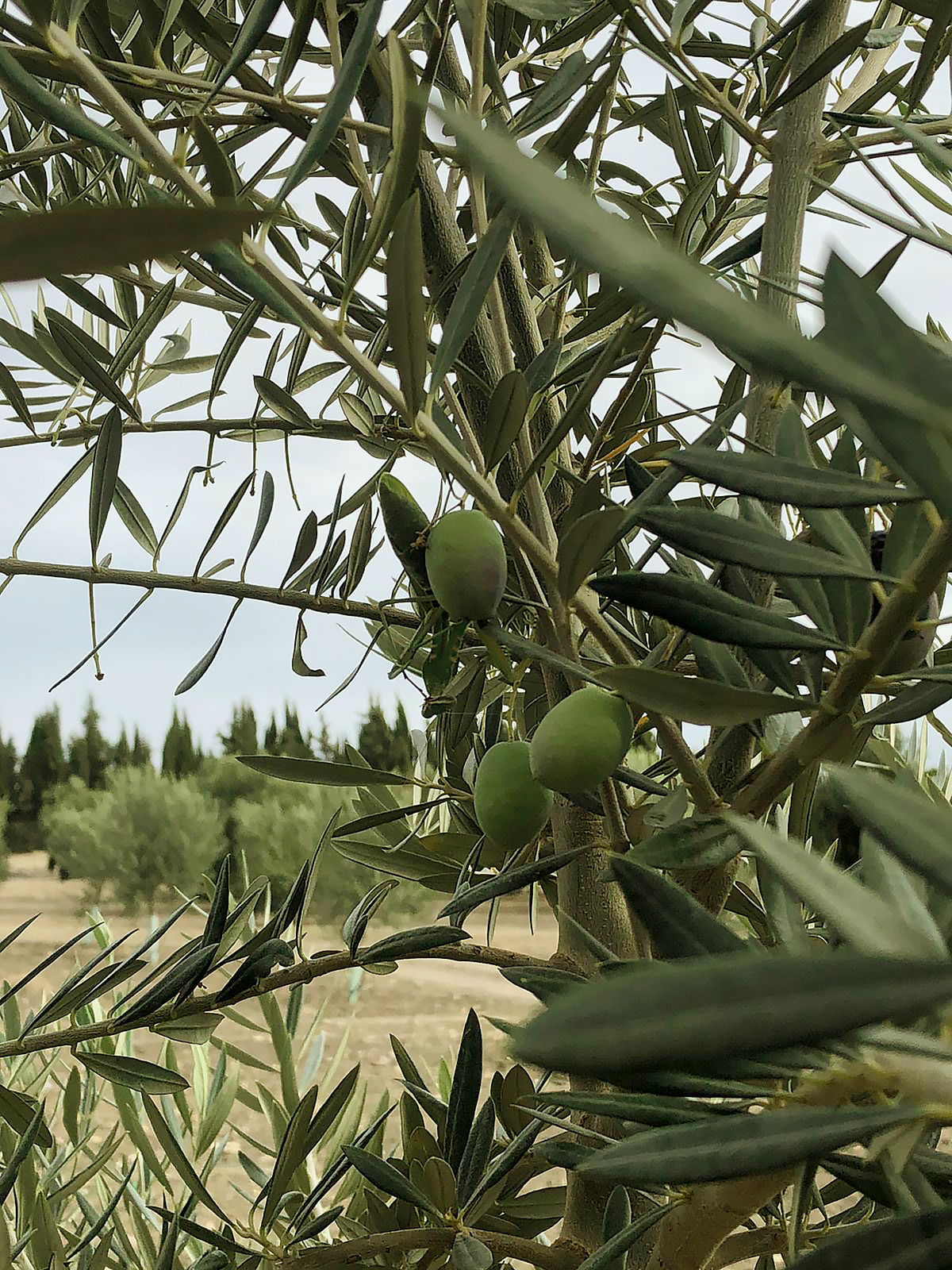 ACEITE DE OLIVA VIRGEN EXTRA UBEDA