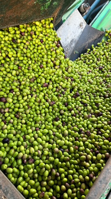 399333BD-9CDB-4C43-90DB-81295A824EAB