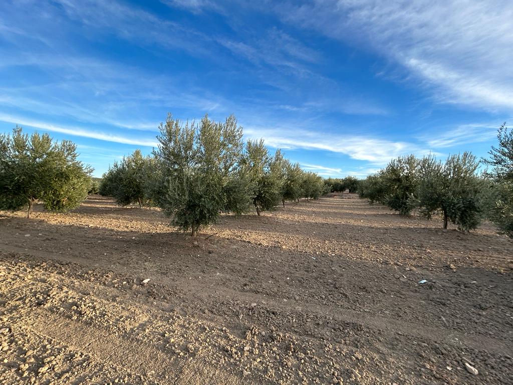 Imagen de WhatsApp 2024-11-10 a las 18.42.43_612576d5