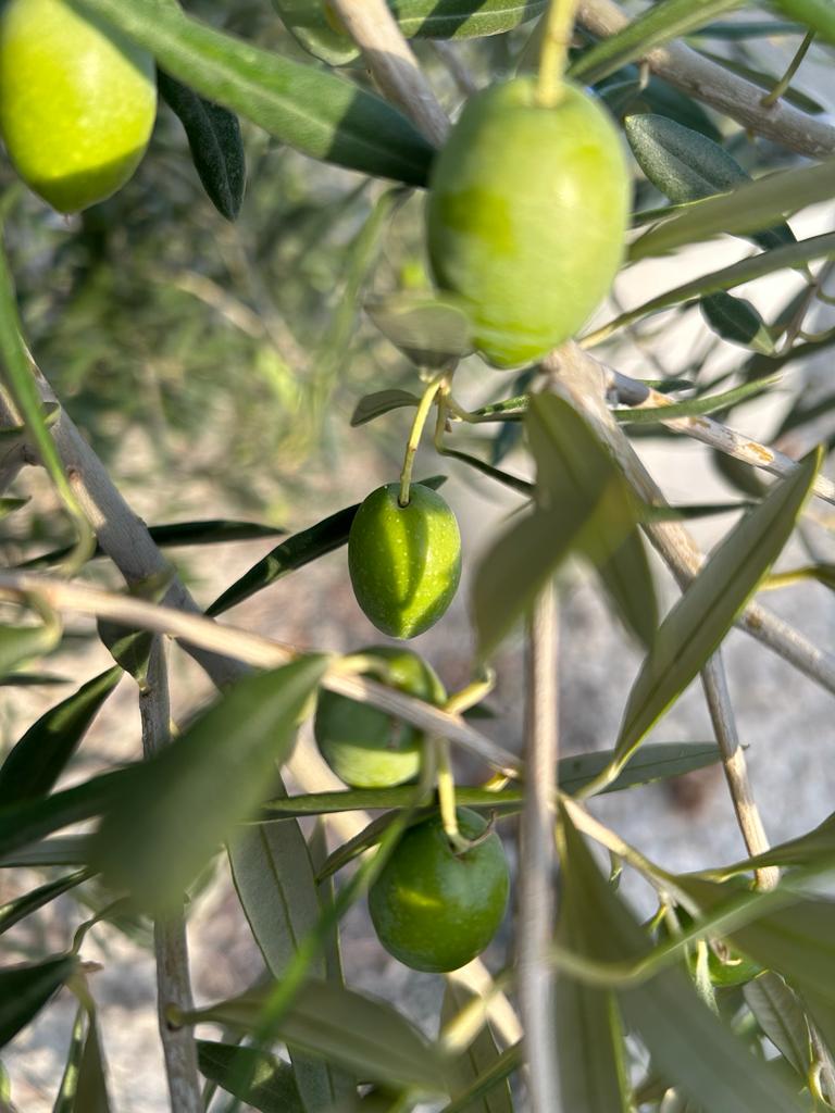 Imagen de WhatsApp 2024-11-10 a las 18.42.43_8cdf090a