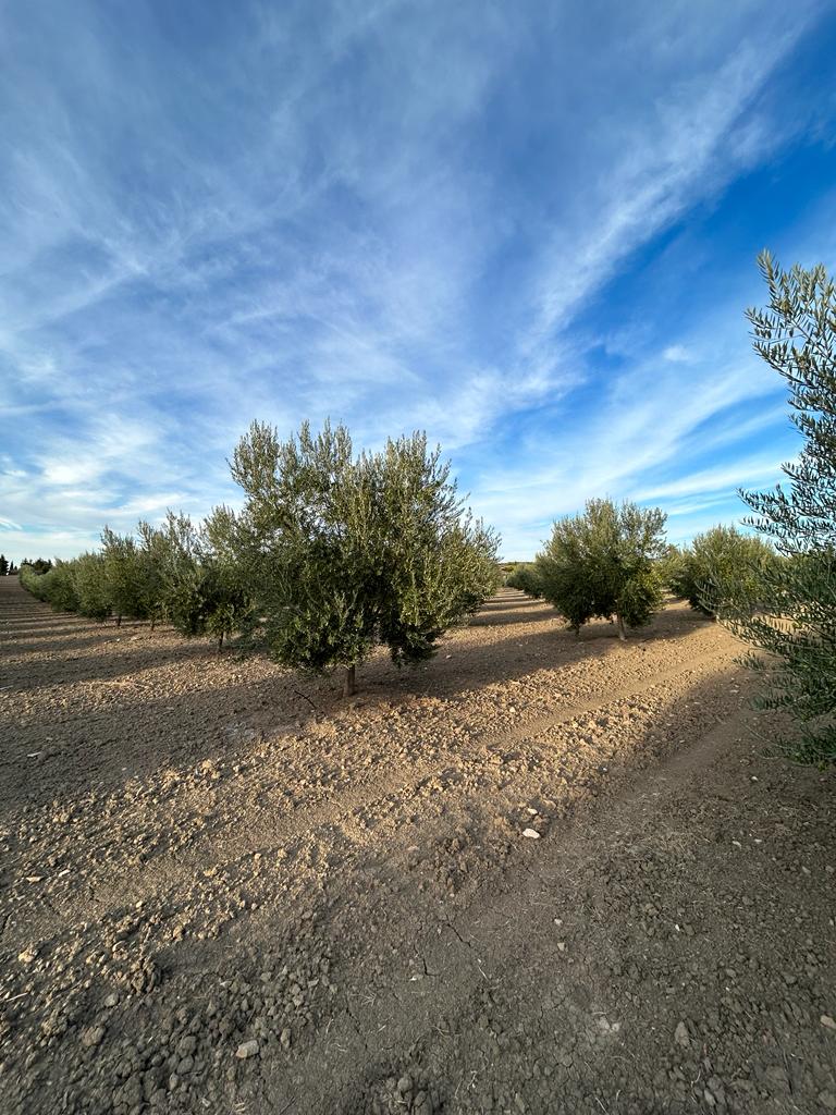 Imagen de WhatsApp 2024-11-10 a las 18.42.43_c4c14732